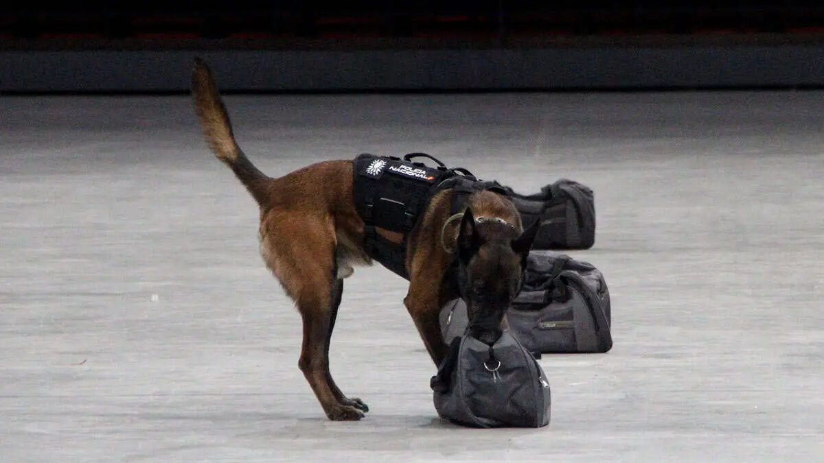 Un perro de la Polic&iacute;a Nacional durante la IV Exhibici&oacute;n de Medios Policiales, en el Pabell&oacute;n Pr&iacute;ncipe Felipe