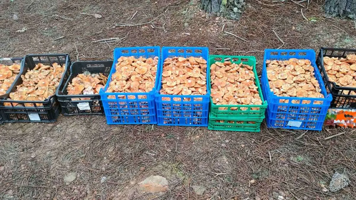 Hasta 43,5 kilos en el interior de un veh&iacute;culo fueron incautados en un veh&iacute;culo ocupado por tres personas