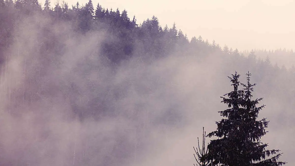 niebla