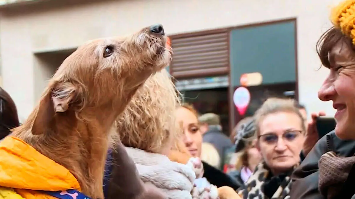 San-Ant&oacute;n-bendici&oacute;n-San-Pablo-animales-zaragoza