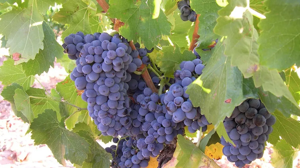 garnacha