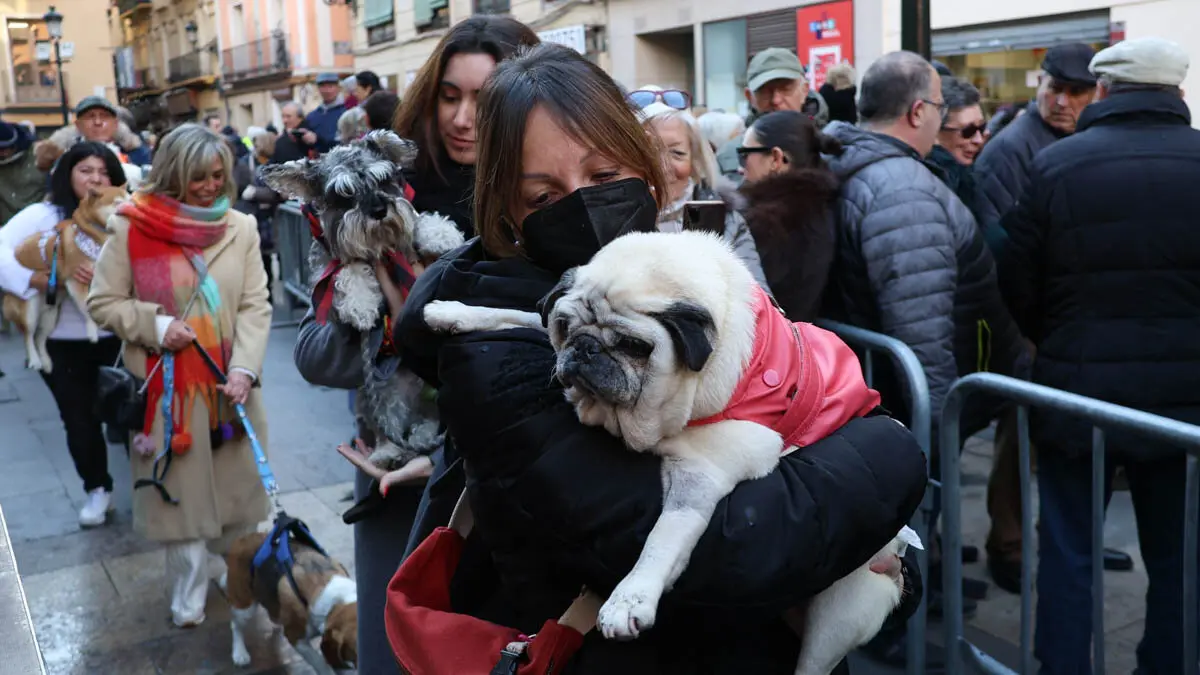 _animales-bendici&oacute;n_San Ant&oacute;n_1-16