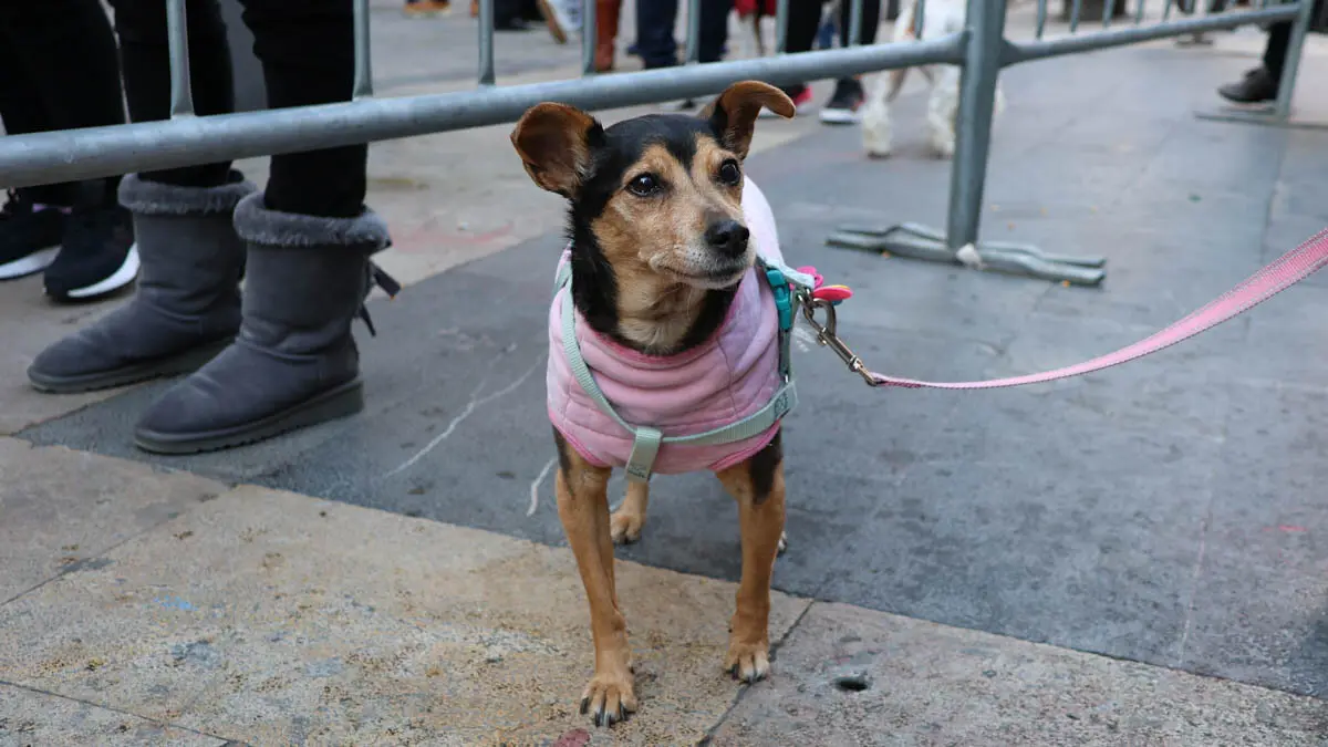_animales-bendici&oacute;n_San Ant&oacute;n_1-26