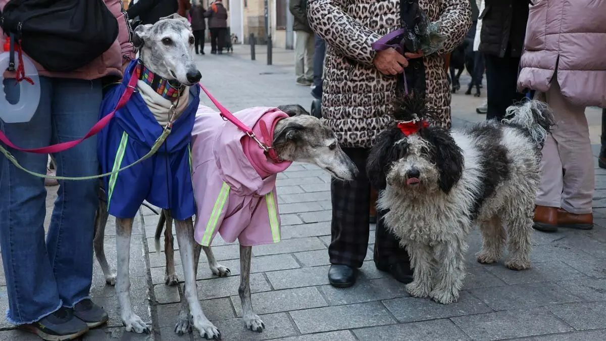 _animales-bendici&oacute;n_San Ant&oacute;n_1-27