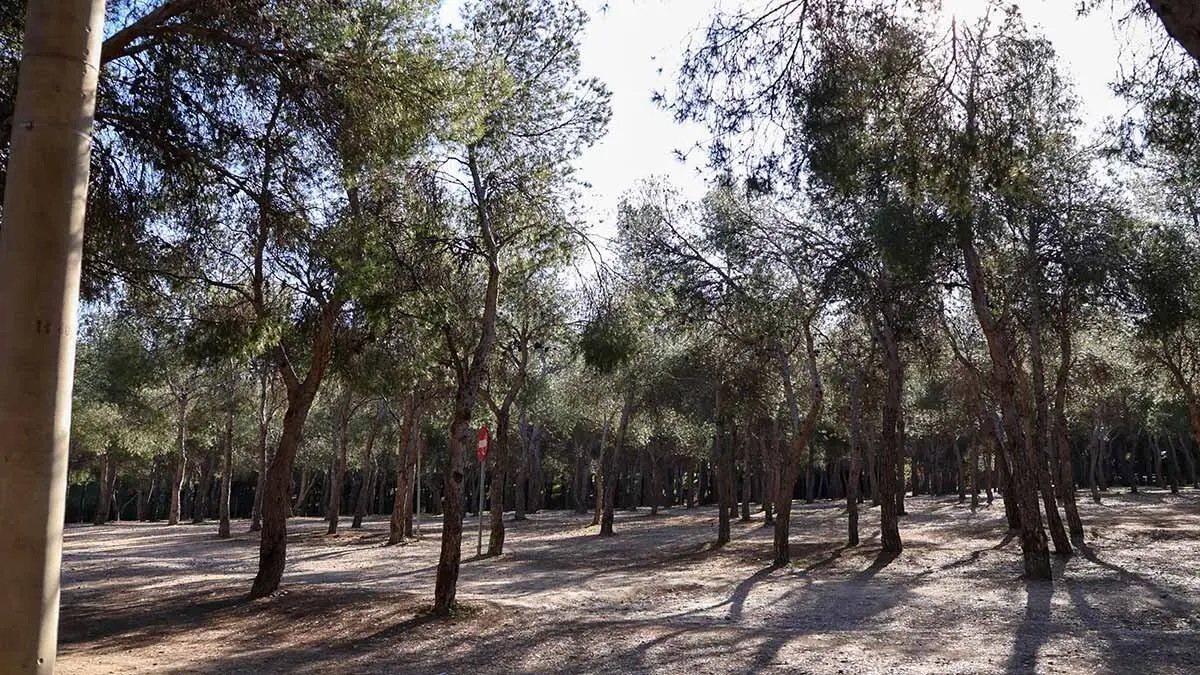 Pinares-venecia-parque-atracciones-psoe-zaragoza-2