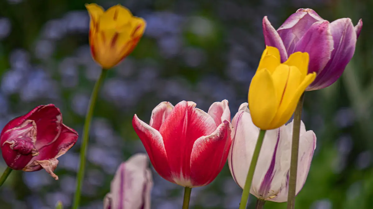 tulipanes-hola-primavera-zaragoza