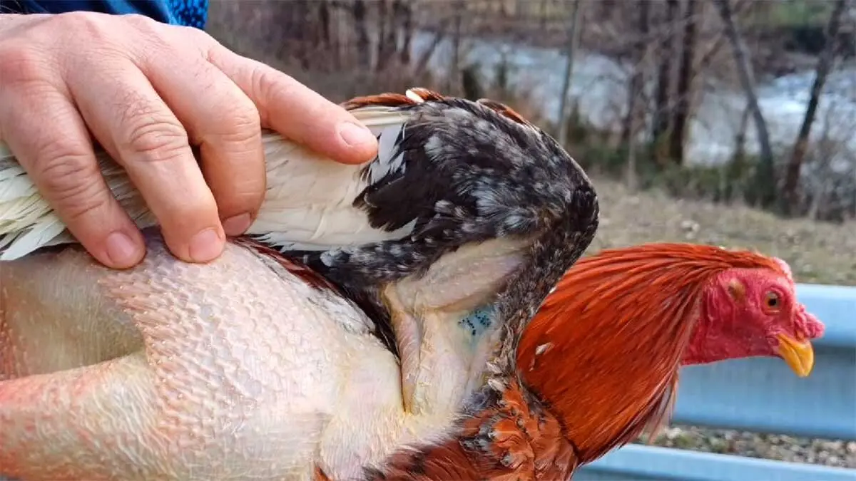 Los detenidos con once gallos de pelea son dos varones de 38 y 45 a&ntilde;os y vecinos de Toulusee (Francia) y Madrid.