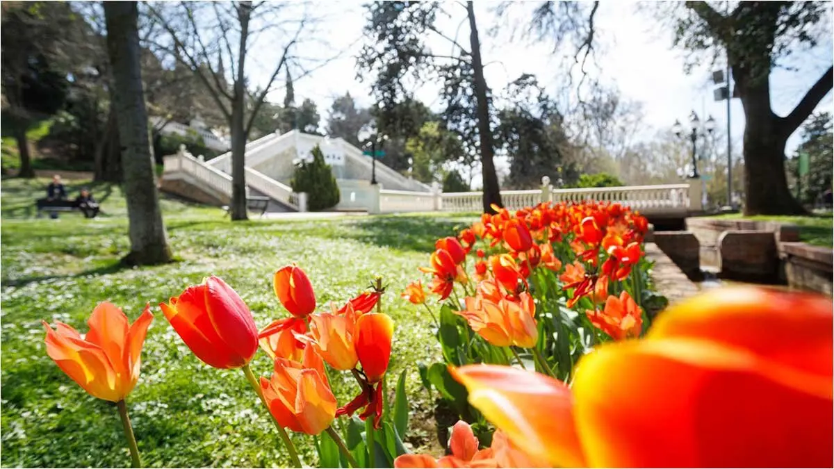 TULIPANES-parque-grande