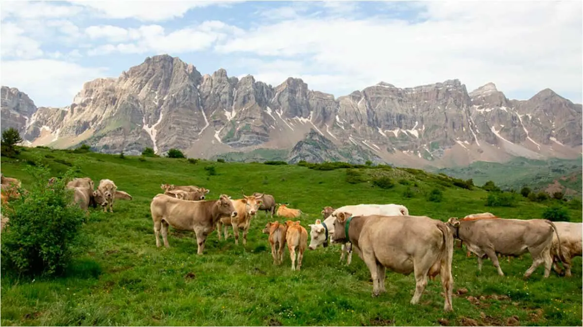 Imagen de archivo. Vacas en Tramacastilla.