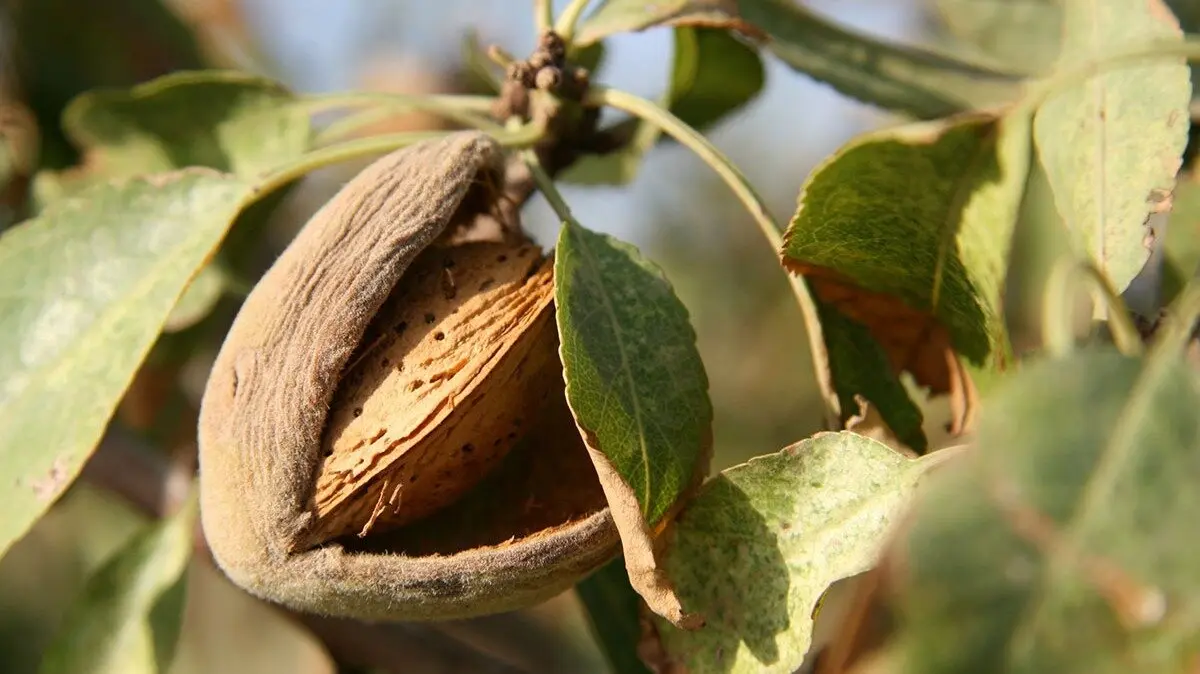 Almendra en el &aacute;rbol. Foto: Imagen de archivo.