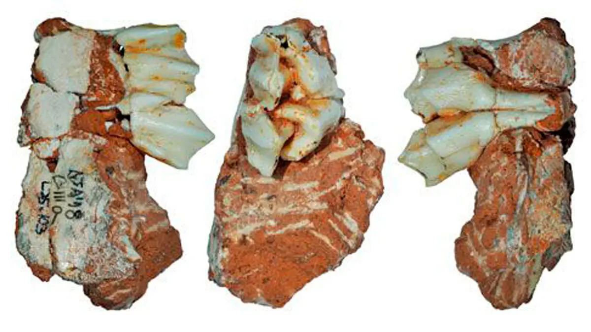 hallazgo-huesos-y-dientes-animales-prehistoricos