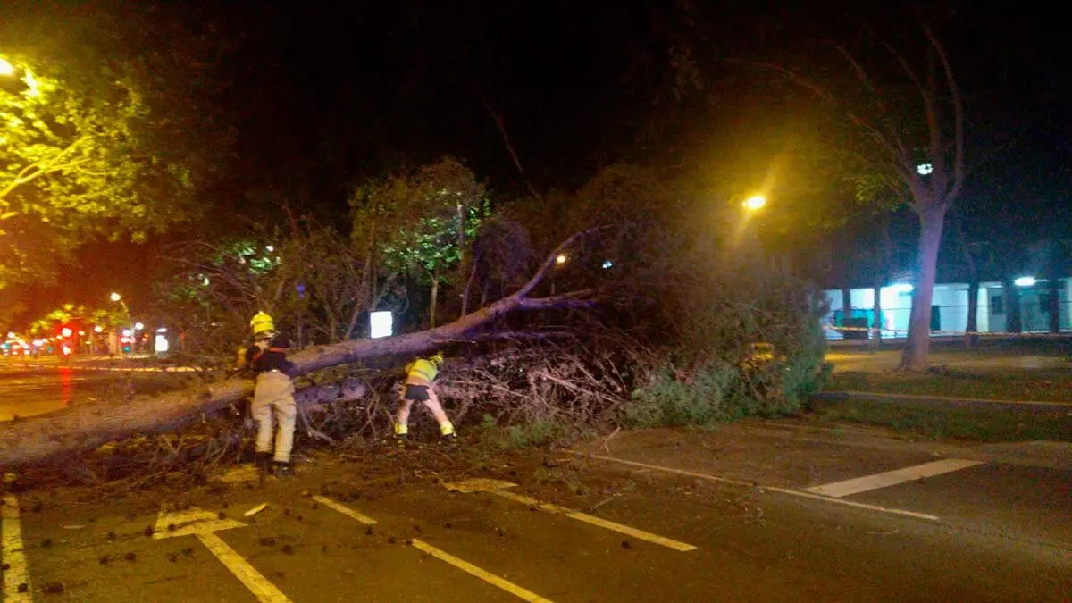 El &aacute;rbol cay&oacute; de madrugada sobre la catenaria del tranv&iacute;a de Mar&iacute;a Zambrano. Foto: Ayuntamiento de Zaragoza