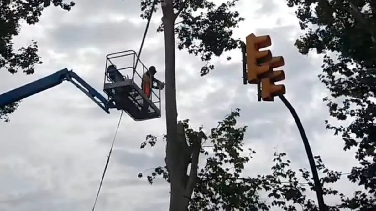 Momento de la tala de &aacute;rboles en la avenida Mart&iacute;nez de Velasco de Huesca, ante la concentraci&oacute;n de este lunes.