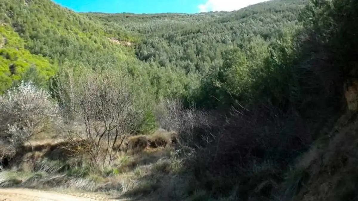 Estado actual de la masa forestal en Castiliscar (Zaragoza). Foto: Gobierno de Arag&oacute;n