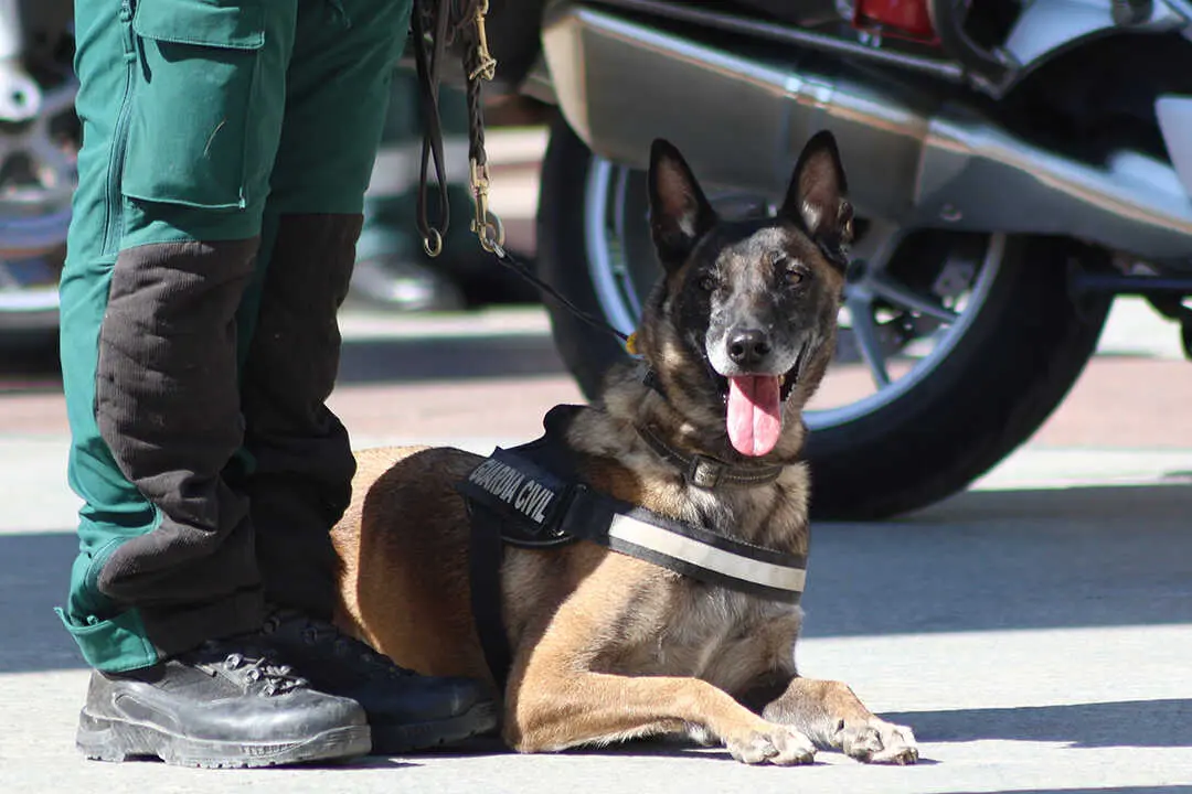 patrona-guardia-civil-60