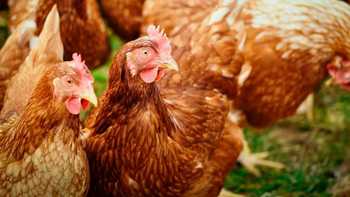 gallinas