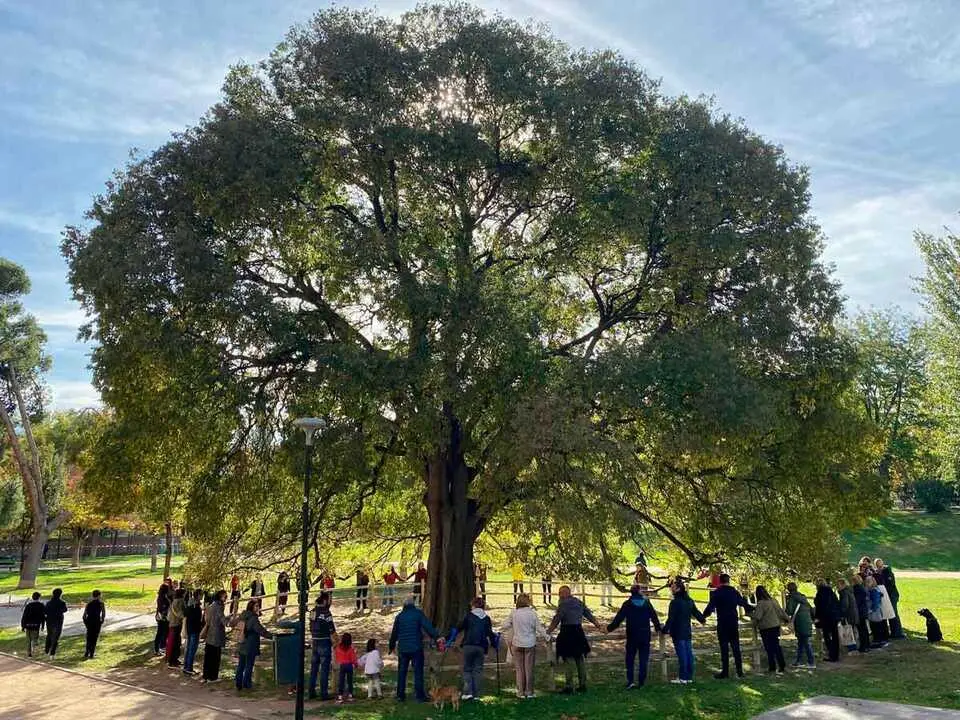 Vecinos rodeando el &aacute;rbol candidato a Arbol del A&ntilde;o. Foto. I.B