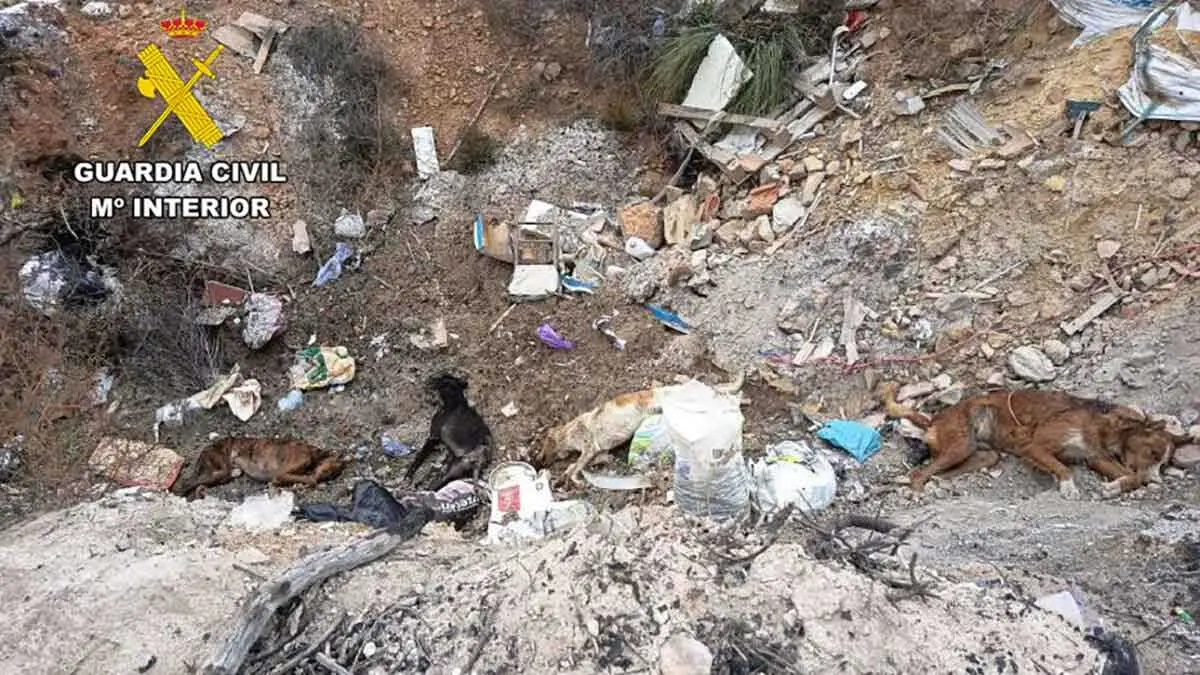 Se investiga a una persona por maltrato animal tras el hallazgo de cuatro perros muertos a tiros en el vertedero de Albentosa (Teruel). Fuente: Guardia Civil