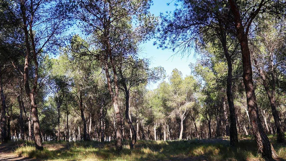 pinares-venecia-montes-torrero-zaragoza