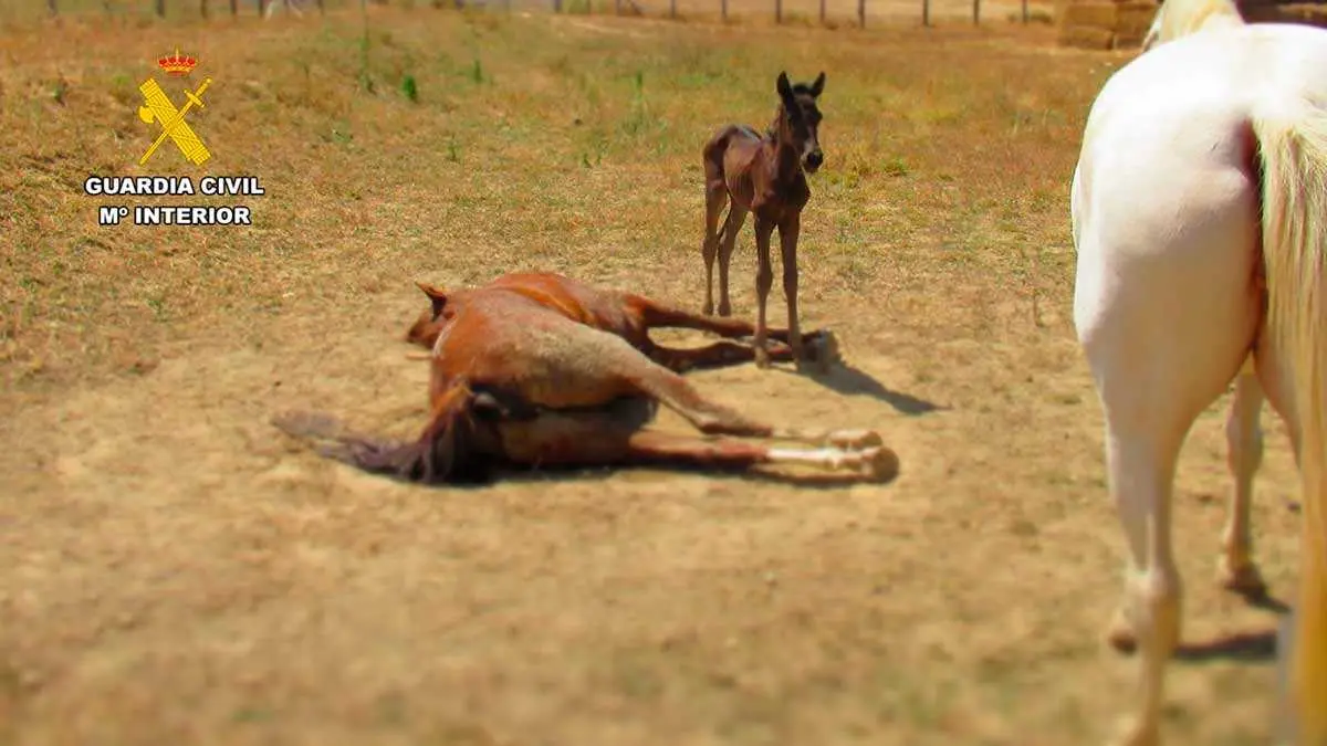 caballo-3