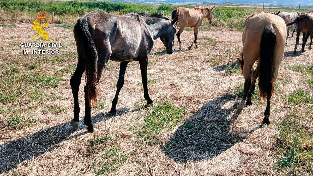 caballo-4