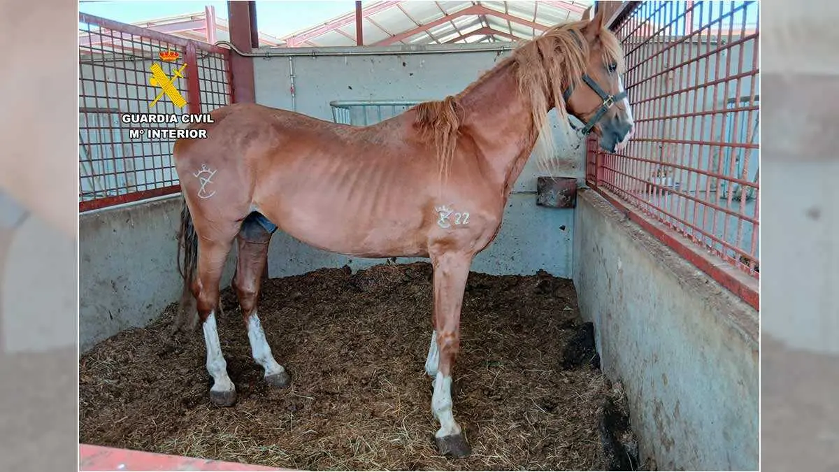 caballo-5