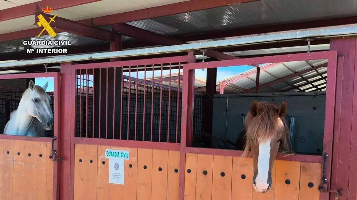 caballo-6