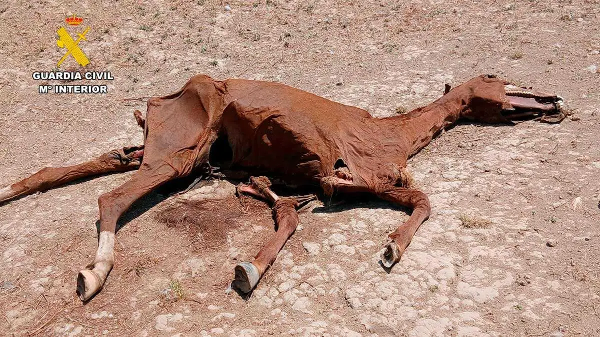 caballo-portada