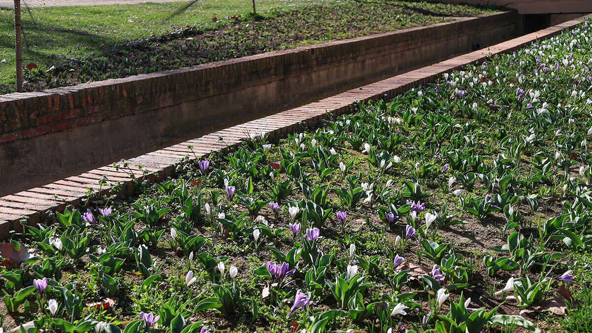 flores-8