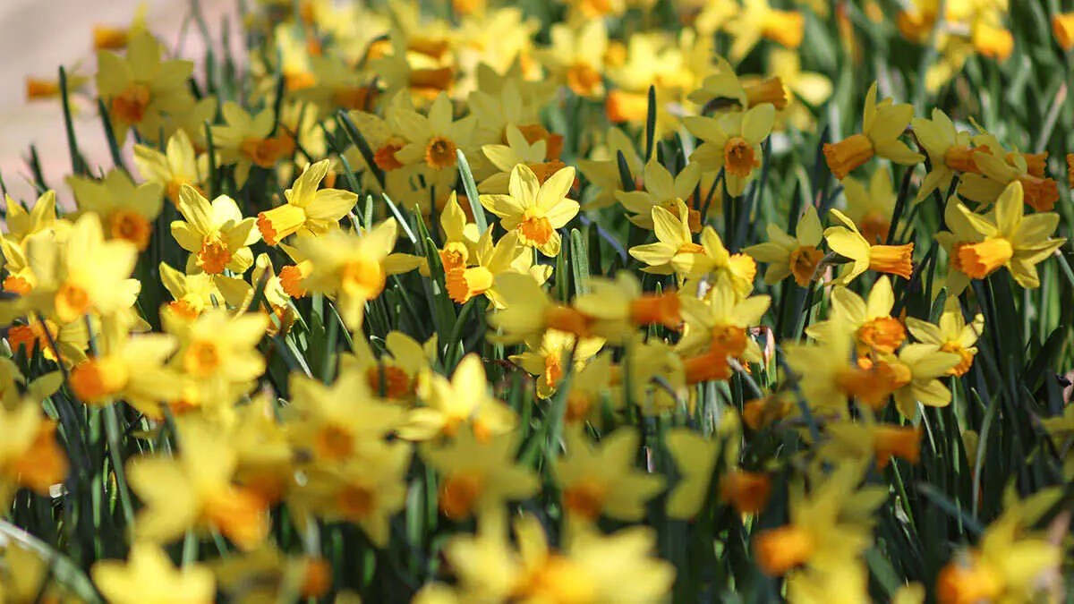 flores-12