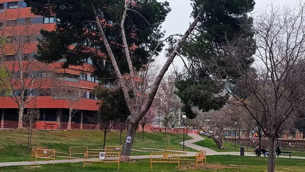 pino-parque-bruil-en-peligro