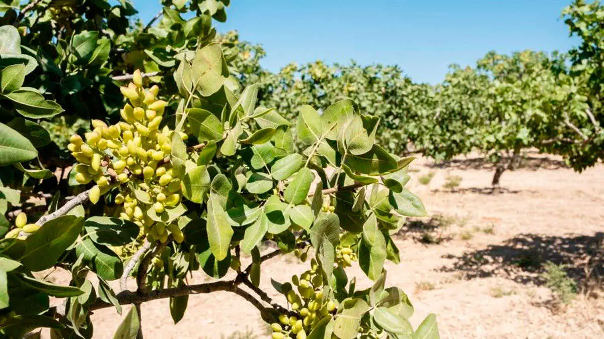 &Aacute;rboles de pistachos. Foto: 123RF/Batuhantoker