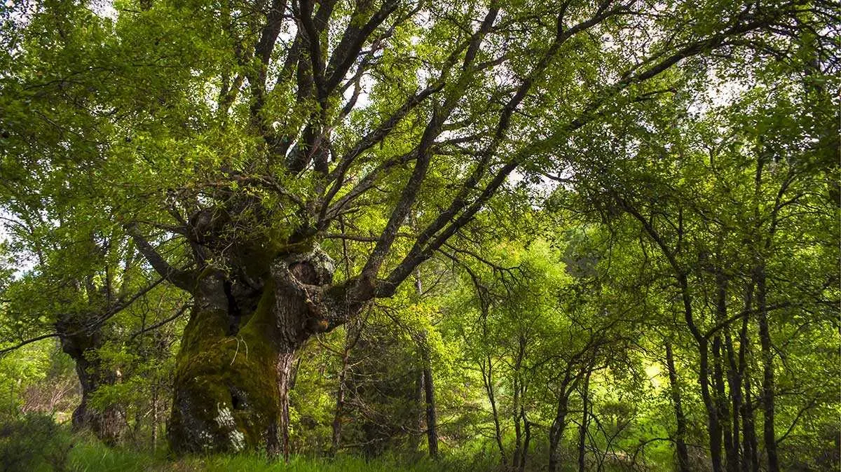 bosque