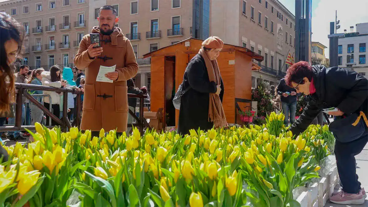 tulipanes2