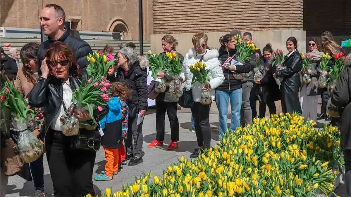 tulipanes