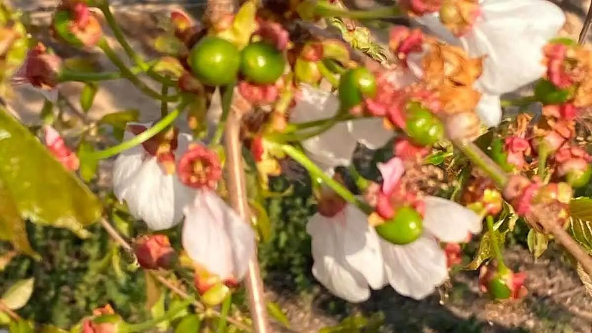 cerezas-reci&eacute;n-cuajadas-(lo-m&aacute;s-adelantadao-que-hay)