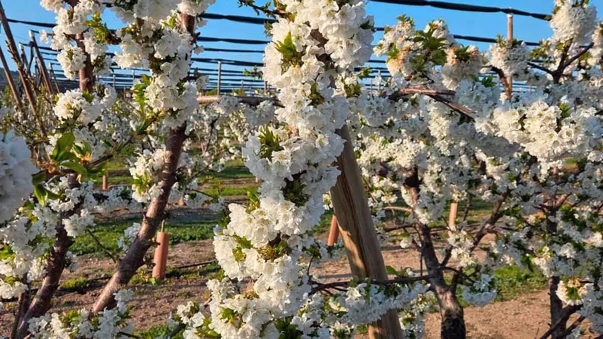 cerezos-ricla-100%-de-floraci&oacute;n-(3)