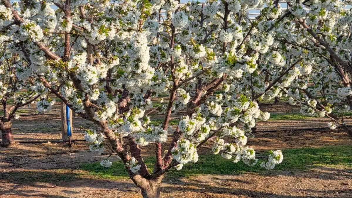 cerezos-ricla-100%-de-floraci&oacute;n-(4)