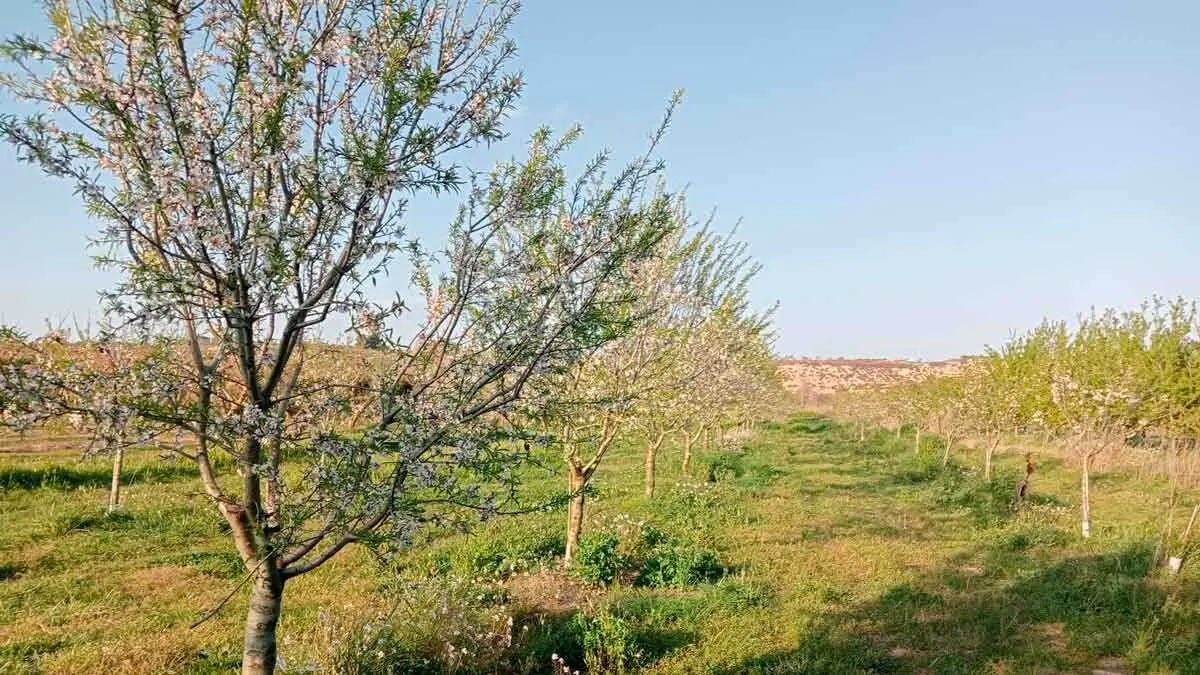 maella - almendro