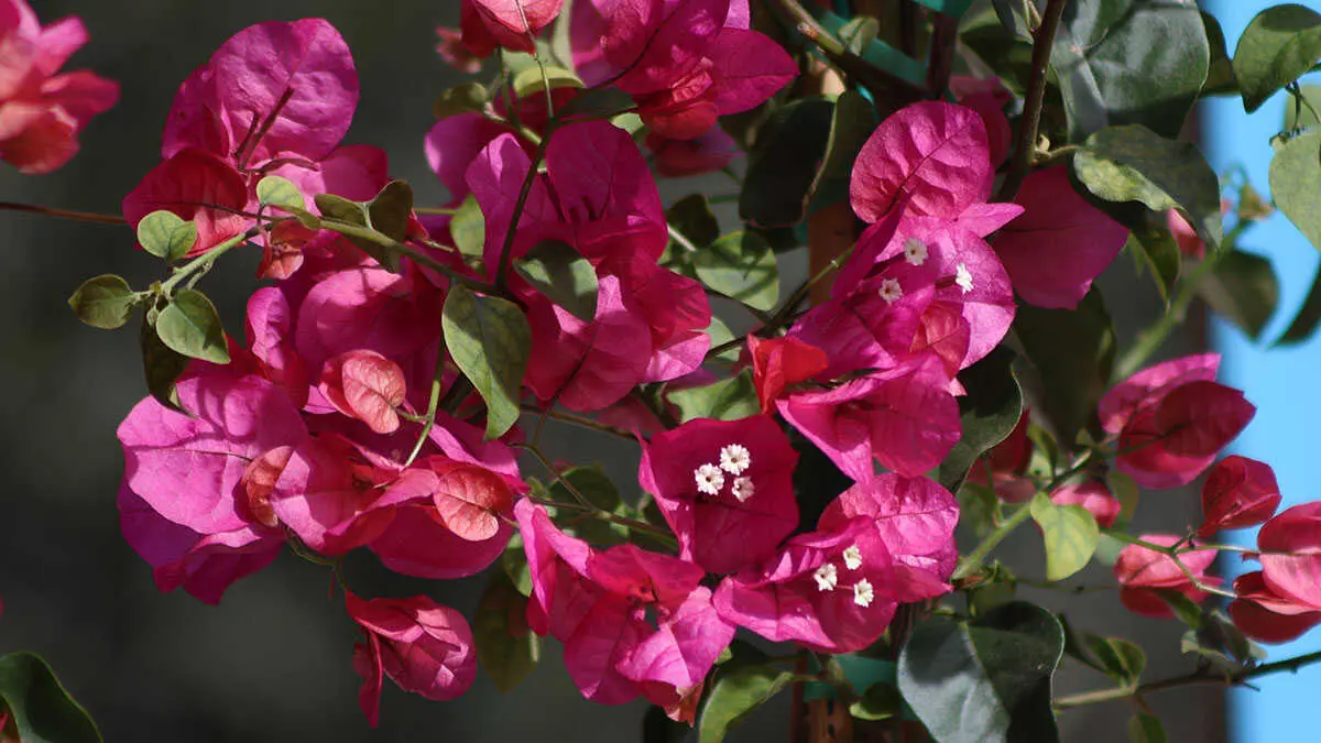 florece4