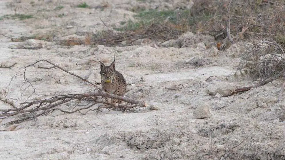 El proyecto continuar&aacute; con una segunda suelta en el cerc&oacute;n prevista para el 29 de abril, cuando se liberar&aacute; una nueva pareja compuesta por Worbi y Waka. Foto: Pablo Lozano