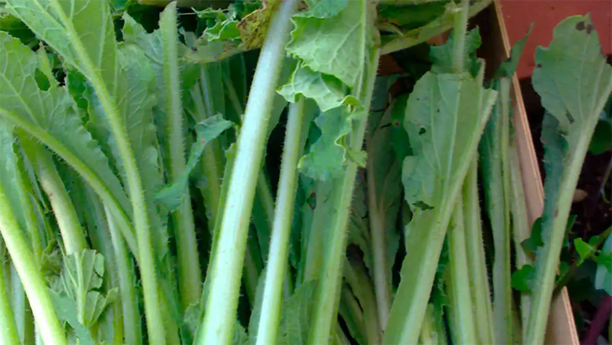 borraja