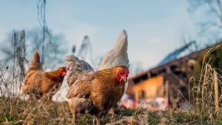 Se procesar&aacute;n hasta 200 toneladas de gallinaza para la obtenci&oacute;n de ese biog&aacute;s