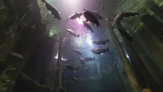 Mascota del acuario 