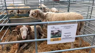 Desde las organizaciones agrarias agradecen la colaboraci&oacute;n y la receptividad de Feria de Zaragoza. Foto de archivo