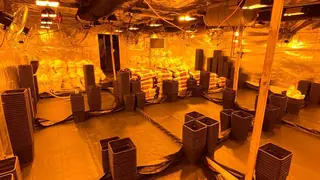 Dentro se pod&iacute;an cultivar hasta 2.000 plantas