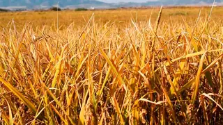 Campo extenso de cereal