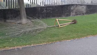 &Aacute;rboles destrozados en el frente fluvial