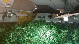 La droga se descubri&oacute; gracias a un incendio en octubre del a&ntilde;o pasado