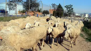 Imagen de archivo de un ganado de ovejas.